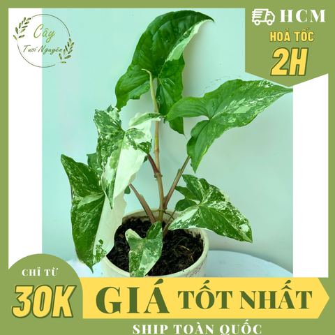 CÂY SYNGONIUM ALBO VAR, (cao 15cm), cây cảnh trong nhà, kiểng lá mini để bàn, văn phòng đẹp, GIÁ RẺ, lọc không khí, Cây Tươi Nguyên CTN1523
