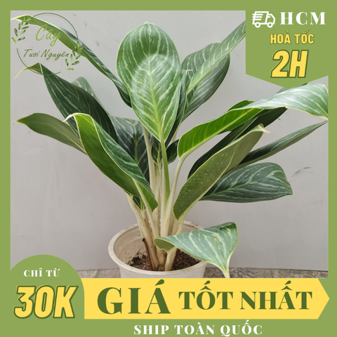 CÂY BẠCH MÃ HOÀNG TỬ, (cao 30cm), cây phong thủy hút tài lộc để bàn mini GIÁ RẺ, lọc không khí, Cây Tươi Nguyên CTN0350