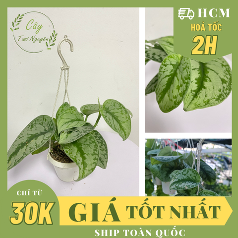 CÂY TRẦU BÀ LỤA GIỎ TREO Size Mini,(cao 10cm), cây phong thủy hút tài lộc để bàn mini GIÁ RẺ, lọc không khí, Cây Tươi Nguyên CTN1060