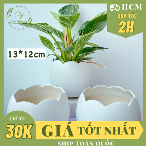 CHẬU TRÁNG MEN VỎ TRỨNG 13*12CM, (1 chậu),chậu trồng cây, trang trí nội thất, Cây Tươi Nguyên CTN1494
