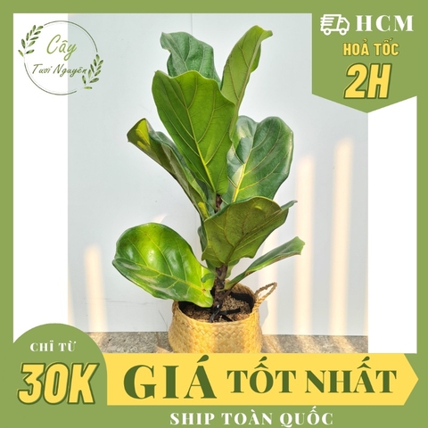 CÂY BÀNG SINGAPORE MINI ,(cao 20-25cm), cây phong thủy hút tài lộc để bàn mini GIÁ RẺ, lọc không khí, Cây Tươi Nguyên CNT0490