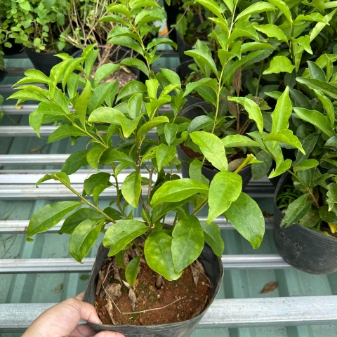 CÂY HOA LÀI NHẬT, Hoa ĐỔI MÀU, HOA THƠM ,(cao 25cm), Hoa giống cảnh sân vườn, ban công, dễ trồng GIÁ RẺ, nở quanh năm, C