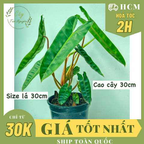CÂY HẠC CAM Philodendron Billietiae ,(cao 25-30cm), cây cảnh Trong nhà, kiểng lá mini để bàn Văn phòng đẹp, GIÁ RẺ, lọc không khí, Cây Tươi Nguyên CTN1548