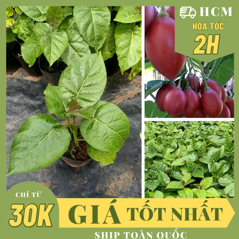 CÂY CÀ CHUA THÂN GỖ ,(cao 35cm), cây ăn quả, trồng trang trí nhà, thu hoạch nhanh, trồng chậu nhựa ổn định,  Cây Tươi Nguyên CTN1561