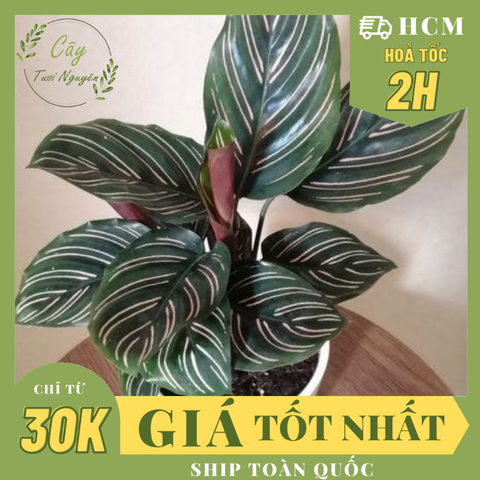 CÂY ĐUÔI CÔNG Đỏ, (cao 35cm), cây phong thủy hút tài lộc để bàn mini GIÁ RẺ, lọc không khí, Cây Tươi Nguyên CTN0080