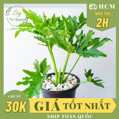 CÂY TRẦU BÀ THANH XUÂN SIZE NHỎ, (cao 25cm), cây phong thủy hút tài lộc để bàn mini GIÁ RẺ, lọc không khí, Cây Tươi Nguyên CTN0880