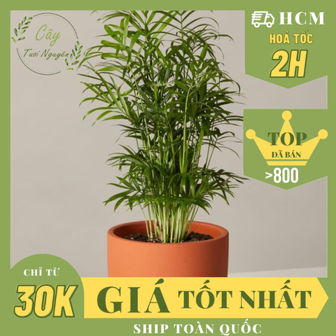 [Mua 2 giảm 15K ship] CÂY CAU TIỂU TRÂM, (cao 15cm), cây phong thủy hút tài lộc để bàn mini GIÁ RẺ, lọc không khí, Cây Tươi Nguyên CTN0010
