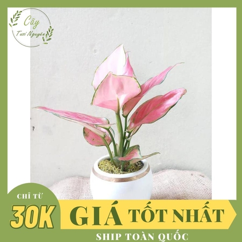 CÂY HỒNG PHÁT LỘC, (cao 30cm), cây phong thủy hút tài lộc để bàn mini GIÁ RẺ, lọc không khí, Cây Tươi Nguyên CTN0100