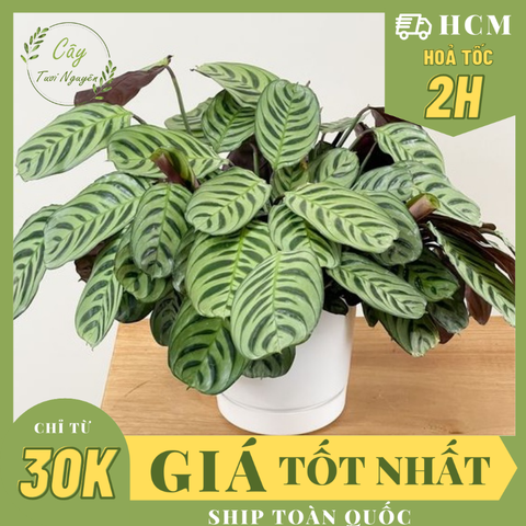 CÂY ĐUÔI CÔNG XƯƠNG CÁ XANH CHẬU LỚN Calathea burle-marxii ,(cao 20cm), cây cảnh Trong nhà, kiểng lá decor Văn phòng đẹp, GIÁ RẺ, lọc không khí, Cây Tươi Nguyên CTN1553