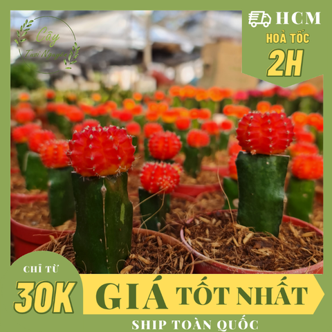 CÂY XƯƠNG RỒNG GHÉP ĐẦU ĐỎ, (cao 5cm), cây phong thủy hút tài lộc để bàn mini GIÁ RẺ, lọc không khí, Cây Tươi Nguyên CTN0830