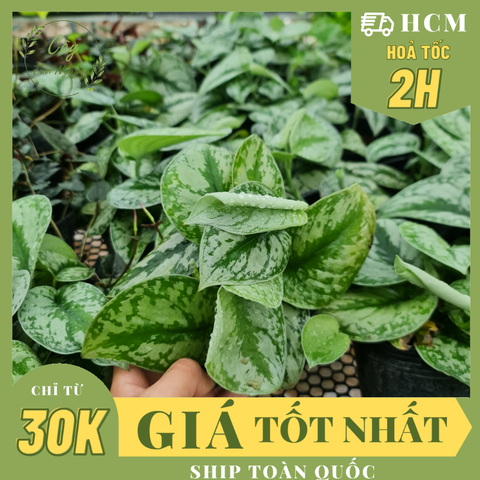 CÂY TRẦU BÀ LỤA CHẬU NHỰA Scindapsus Pictus Exotica, (cao 10cm), cây cảnh Trong nhà, kiểng mini để bàn, Cây Tươi Nguyên