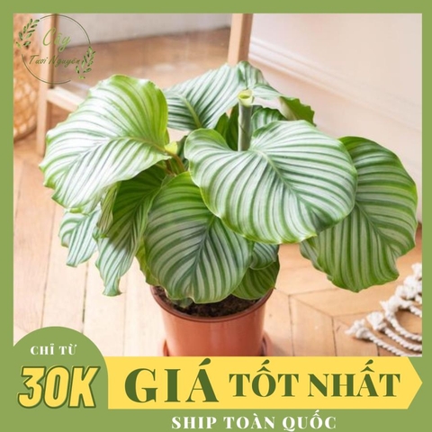 CÂY ĐUÔI CÔNG Táo xanh, (cao 35cm), cây phong thủy hút tài lộc để bàn mini GIÁ RẺ, lọc không khí, Cây Tươi Nguyên CTN0080