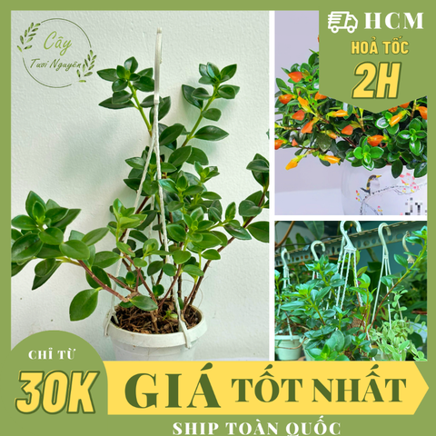 [CHẬU TREO] CÂY CÁ VÀNG, (cao 10cm), cây cảnh Trong nhà, kiểng lá mini để bàn Văn phòng đẹp, GIÁ RẺ, lọc không khí, Cây Tươi Nguyên