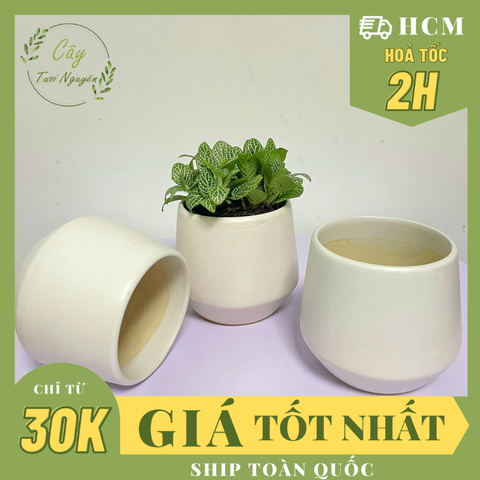 CHẬU KIM CƯƠNG TRÁNG MEN (7.5*6.5cm) (1 chậu), tráng men, chậu cây cảnh mini, sen đá, xương rồng Cây Tươi Nguyên CTN0980