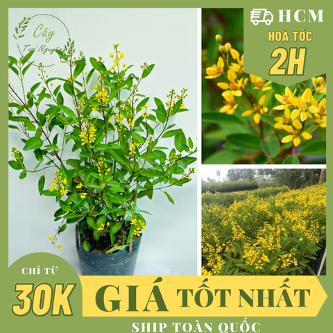 CÂY HOA KIM ĐỒNG ,(cao 35cm), Hoa giống cảnh sân vườn, ban công, dễ trồng GIÁ RẺ, nở quanh năm, Cây Tươi Nguyên CTN1559