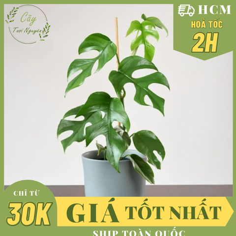 CÂY TRẦU BÀ LÁ XẺ LEO MONSTERA MINI, (cao 25cm), cây cảnh Trong nhà, kiểng lá mini để bàn đẹp, GIÁ RẺ, Cây Tươi Nguyên