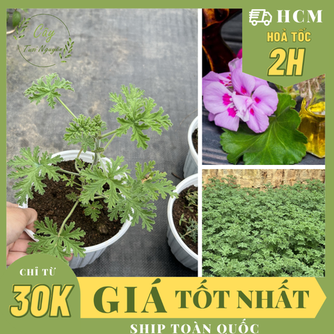 [CHỈ GIAO MIỀN NAM] CÂY PHONG LỮ HOA HỒNG (cao 25cm), lá thơm mùi hoa hồng, đuổi muỗi tốt, cây gia vị Âu trồng chậu nhựa, thân gỗ phát triển ổn định, Cây Tươi Nguyên CTN1562