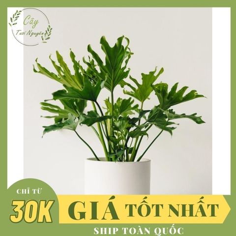 CÂY TRẦU BÀ THANH XUÂN Size nhỏ, (cao 25cm), cây phong thủy hút tài lộc để bàn mini GIÁ RẺ, lọc không khí, Cây Tươi Nguyên CTN0190