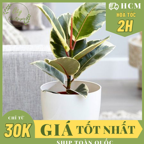 CÂY ĐA ?BÚP ĐỎ CẨM THẠCH VAR ,(cao 20cm), cây cảnh Trong nhà, kiểng lá mini để bàn đẹp, GIÁ RẺ, Cây Tươi Nguyên CTN1455