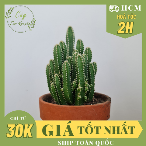 [Mua 2 giảm 15K ship] CÂY XƯƠNG RỒNG THANH SƠN (THÁP CHÀM) ,(cao 10cm), cây phong thủy hút tài lộc để bàn mini GIÁ RẺ, lọc không khí, Cây Tươi Nguyên CTN0160