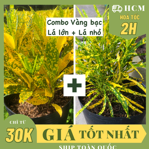 [GIÁ TỐT] COMBO CÂY VÀNG BẠC LÁ LỚN + LÁ NHỎ ,(cao 20cm), cây cảnh decor, cây trang trí nhà nội thất, khoẻ đẹp, GIÁ RẺ, lọc không khí, Cây Tươi Nguyên CTN1584