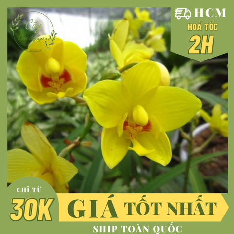 CÂY HOA ĐỊA LAN VÀNG, LAN CHU ĐINH, (cao 15cm), Cây cảnh, dễ trồng GIÁ RẺ, nở quanh năm, Cây Tươi Nguyên CTN1030