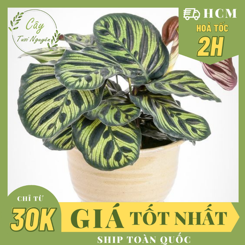 CÂY ĐUÔI CÔNG SỌC XANH, (cao 15cm), cây phong thủy hút tài lộc để bàn mini GIÁ RẺ, lọc không khí, Cây Tươi Nguyên CTN0600