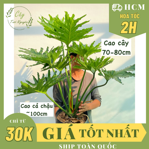 [CHỈ GIAO HCM] CÂY TRẦU BÀ THANH XUÂN SIZE LỚN, (cao 70-80cm), cây cảnh Trong nhà, kiểng lá decor, GIÁ RẺ, lọc không khí