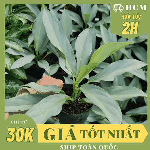 [GIỐNG MỚI] CÂY KIẾM BẠC ,(cao 20cm), cây cảnh Trong nhà, kiểng lá mini để bàn Văn phòng đẹp, GIÁ RẺ, Cây Tươi Nguyên