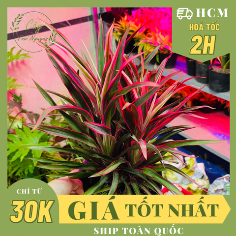 CÂY ÁNH DƯƠNG (HỒNG PHÁT TÀI), (cao 20cm), cây phong thủy hút tài lộc để bàn mini GIÁ RẺ, lọc không khí, Cây Tươi Nguyên CTN1050