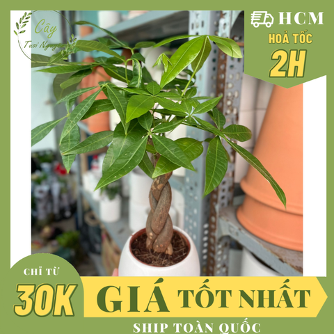 CÂY KIM NGÂN THÂN XOẮN, (cao 25cm), cây cảnh Trong nhà, kiểng lá mini để bàn Văn phòng đẹp, GIÁ RẺ, Cây Tươi Nguyên