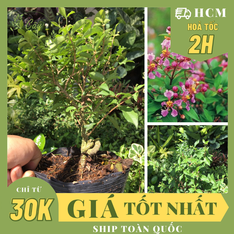 CÂY HỒNG NGỌC MAI BONSAI (1 gốc bonsai), (cao 20cm), cây cảnh trồng sân vườn, làm bonsai tiểu cảnh, dễ trồng GIÁ RẺ, lọc không khí, Cây Tươi Nguyên