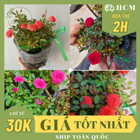 CÂY HOA HỒNG TỶ MUỘI 3 MÀU, (cao 15cm), Cây cảnh, dễ trồng GIÁ RẺ, nở quanh năm, Cây Tươi Nguyên CTN0910