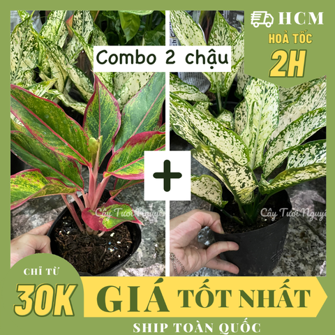 [GIÁ TỐT] COMBO 2 CHẬU (NGỌC NGÂN + PHÚ QUÝ) Chậu 1 thân, (cao 20cm), cây cảnh Trong nhà, kiểng lá mini để bàn Văn phòng đẹp, hợp Phong thuỷ, GIÁ RẺ, lọc không khí, Cây Tươi Nguyên CTN1340
