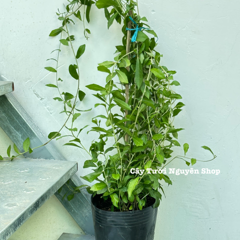 [COMBO GIÁ RẺ] CÂY CÚC TẦN ẤN ĐỘ CHẬU LỚN, (dài 50-70cm), 5-7 GỐC thân rũ che mát, cây cảnh Trong nhà, GIÁ RẺ, lọc không khí, Cây Tươi Nguyên CTN1528