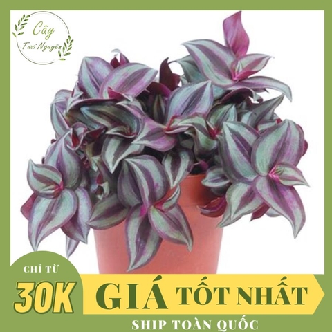 CÂY THÀI LÀI TÍA, (cao 20cm), cây phong thủy hút tài lộc để bàn mini GIÁ RẺ, lọc không khí, Cây Tươi Nguyên CTN0260