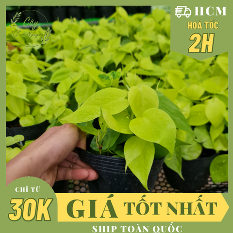 CÂY TRẦU BÀ TIM CHẬU NHỰA Philodendron Lemon Lime, (cao 10cm), cây cảnh Trong nhà, kiểng lá mini để bàn Cây Tươi Nguyên