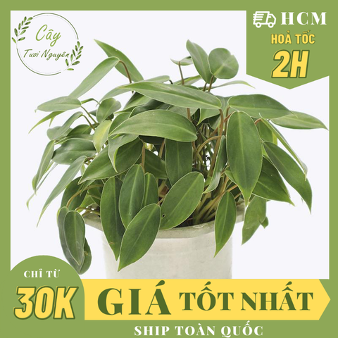 [Mua 2 giảm 15K ship] CÂY TRẦU BÀ TỶ PHÚ, (cao 35cm), cây phong thủy hút tài lộc để bàn mini GIÁ RẺ, lọc không khí, Cây Tươi Nguyên CTN0120