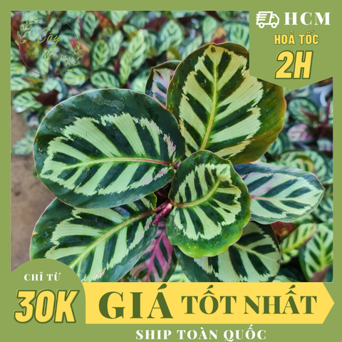 CÂY ĐUÔI CÔNG KẺ THÁI, (cao 25cm), cây phong thủy hút tài lộc để bàn mini GIÁ RẺ, lọc không khí, Cây Tươi Nguyên CTN0790