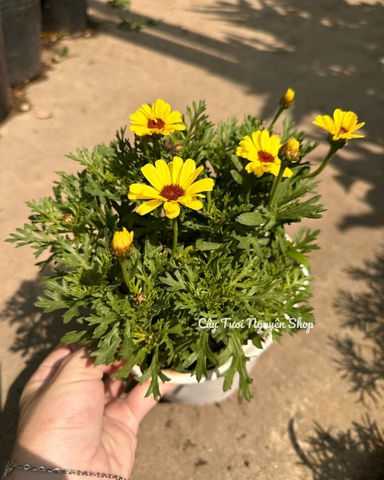 [HOẢ TỐC] CHẬU CÚC HOẠ MI thân gỗ, cây trồng chậu nhựa phát triển ổn định, hoa nở quanh năm, Cây Tươi Nguyên