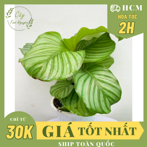 CÂY ĐUÔI CÔNG TÁO XANH SIZE LỚN, (cao 30cm), cây cảnh Trong nhà, kiểng lá mini để bàn Văn phòng, GIÁ RẺ, Cây Tươi Nguyên