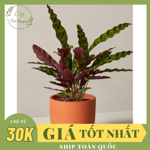 CÂY ĐUÔI PHỤNG ĐỎ, (cao 35cm), cây phong thủy hút tài lộc để bàn mini GIÁ RẺ, lọc không khí, Cây Tươi Nguyên CTN0030