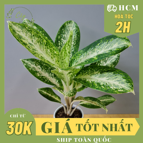 CÂY HUY HOÀNG, (cao 40cm), cây phong thủy hút tài lộc để bàn mini GIÁ RẺ, lọc không khí, Cây Tươi Nguyên CTN0770