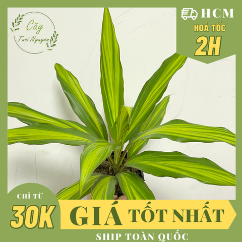 CÂY PHÁT TÀI HOÀNG KIM, (cao 35cm), cây phong thủy hút tài lộc để bàn mini GIÁ RẺ, lọc không khí, Cây Tươi Nguyên CTN1100