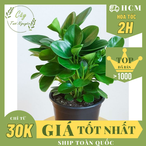 [Mua 2 giảm 15K ship] CÂY TRƯỜNG SINH, (cao 12-15cm), cây phong thủy hút tài lộc để bàn mini GIÁ RẺ, lọc không khí, Cây Tươi Nguyên CTN0130