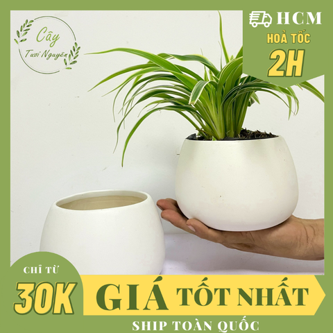 CHẬU HẠT DẺ TRÁNG MEN (13*9cm) (1 chậu), tráng men, chậu cây mini, sen đá, xương rồng Cây Tươi Nguyên CTN0980