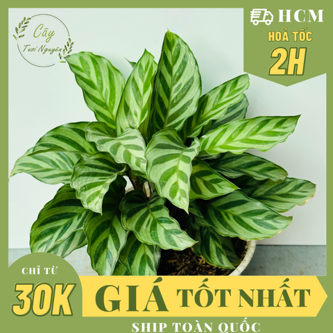 CÂY ĐUÔI CÔNG XANH VẰN (Calathea Freddie), (cao 15cm), cây cảnh Trong nhà, kiểng lá mini để bàn Văn phòng đẹp, GIÁ RẺ, lọc không khí, Cây Tươi Nguyên CTN1516