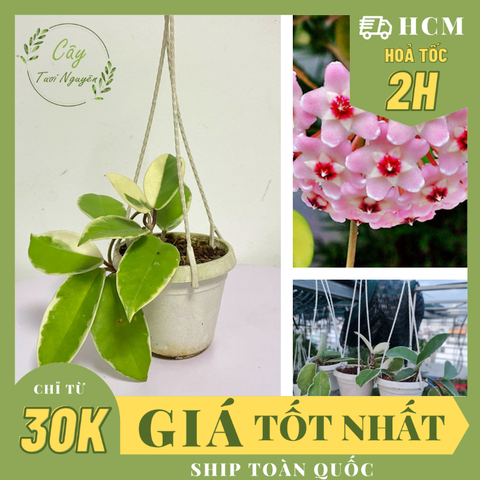 CÂY CẨM CÙ CẨM THẠCH Size Mini, (cao 10cm), cây phong thủy hút tài lộc để bàn mini GIÁ RẺ, lọc không khí, Cây Tươi Nguyên CTN1080
