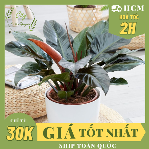 CÂY TRẦU BÀ ĐẾ VƯƠNG Đỏ, (cao 35cm), cây phong thủy hút tài lộc để bàn mini GIÁ RẺ, lọc không khí, Cây Tươi Nguyên CTN0020
