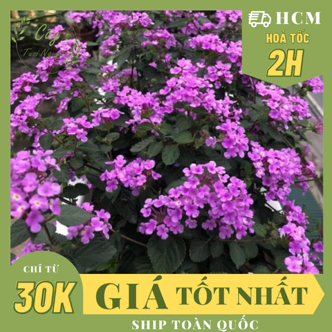 CÂY HOA NGŨ SẮC TÍM, (cao 25cm), Cây cảnh, dễ trồng GIÁ RẺ, nở quanh năm, Cây Tươi Nguyên CTN0380
